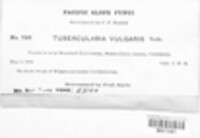Tubercularia vulgaris image